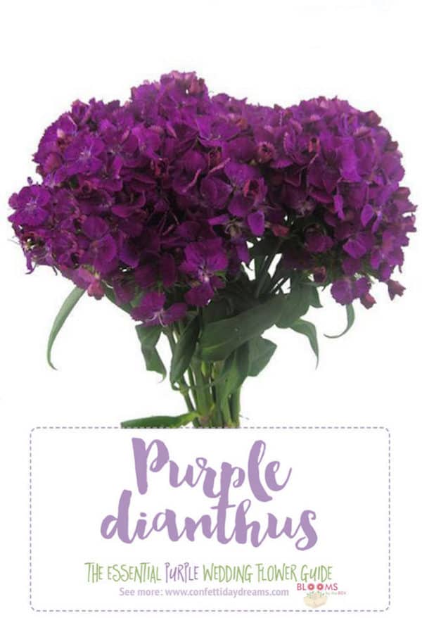 Purple Dianthus