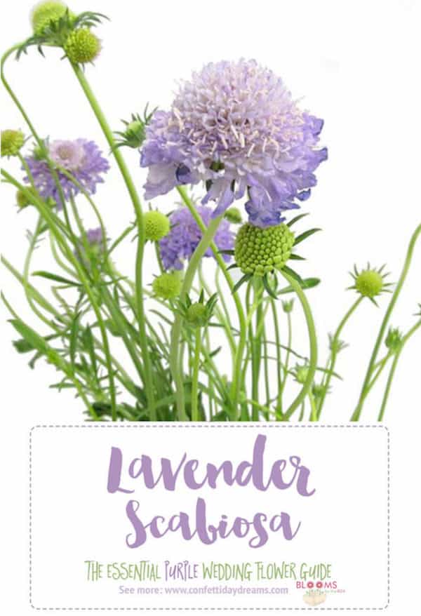Lavender Scabiosa