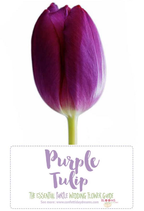 Purple Tulip