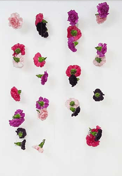 Carnation curtain