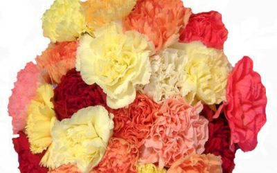 Wedding Flower Favorites: Carnations
