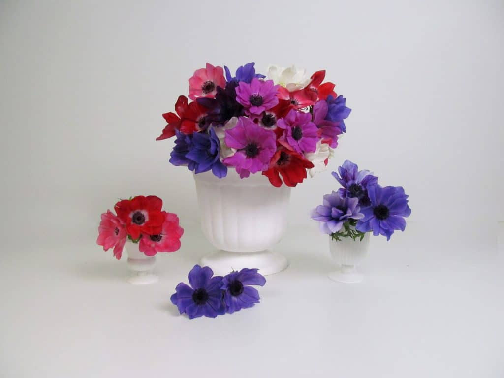 various colored anemones in white vase