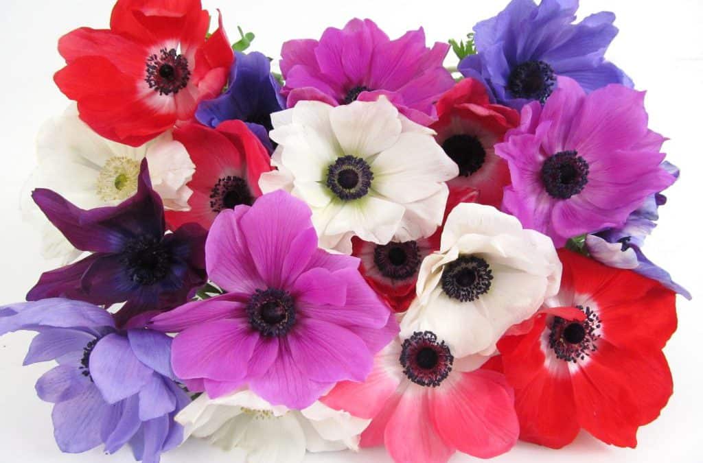 Fresh Blooms! Assorted Winter Anemones