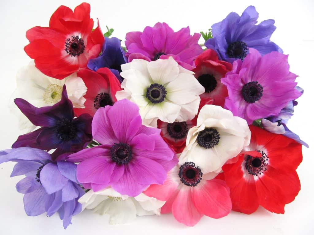 multi colored anemones