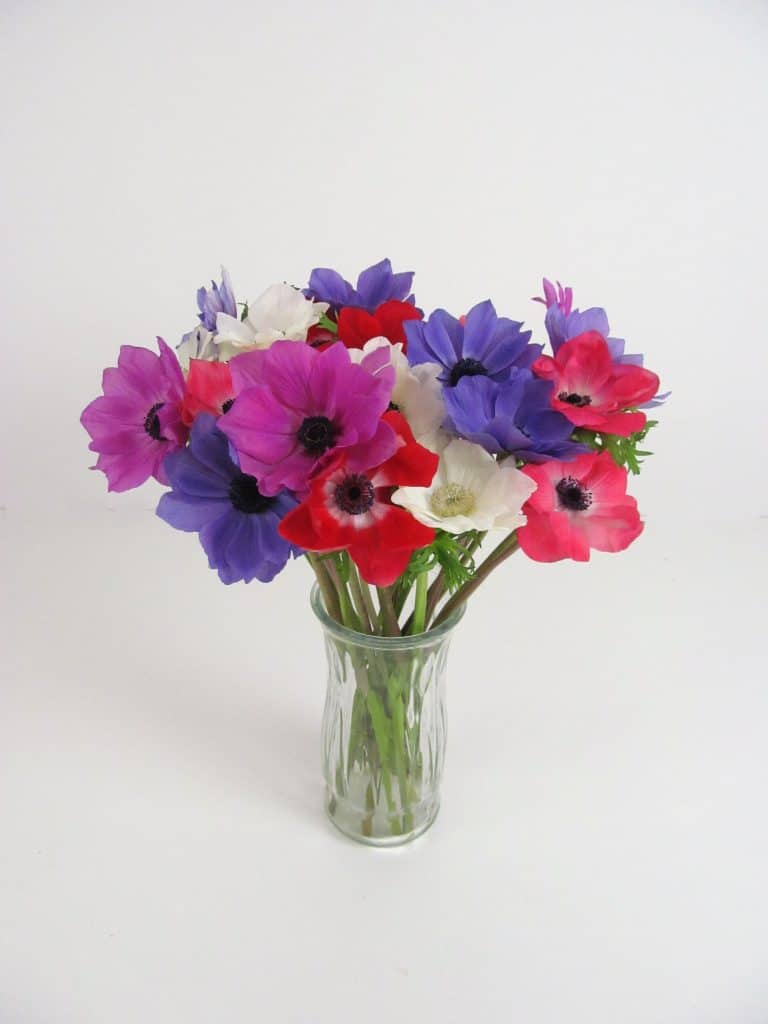 pink purple red and white anemones in a glass vase