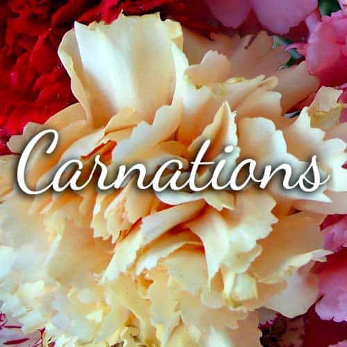 Carnations Logo