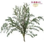 bonsai eucalyptus