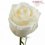 vendela cream rose
