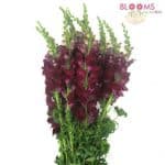 burgundy snapdragons
