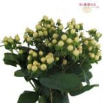 white hypericum