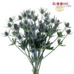 dynamite thistle