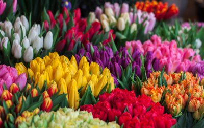 Spring Flowers for your Wedding