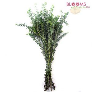 Wedding Greens Baby Blue Eucalyptus