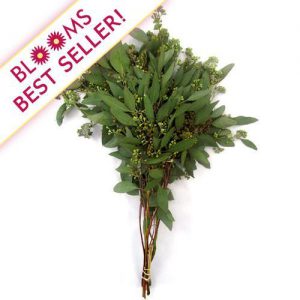 Seeded Eucalyptus