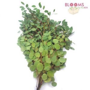Wedding Greens Silver Dollar Eucalyptus