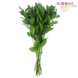 Wedding greens Israeli Ruscus