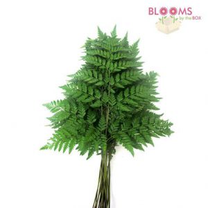 Wedding Greens Leather Leaf Fern