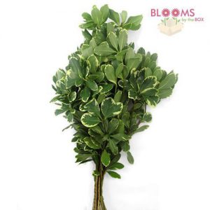 Wedding Greens Pittosporum