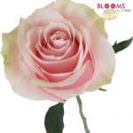pink rose mondial