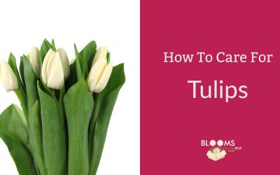 How To Care For Tulips