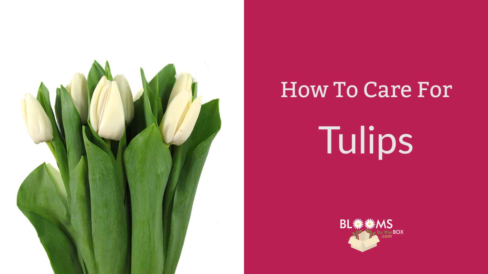How To Care For Tulips Blooms By The Box