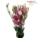 pink lisianthus