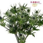 blue eryngium thistle