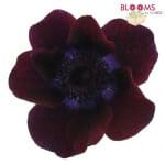 burgundy anemone