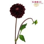 burgundy dahlia flower