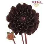 chocolate dahlia flower