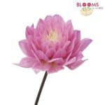 Pink dahlia flower