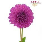 blush dahlia flowers