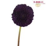 Plum dahlia flower