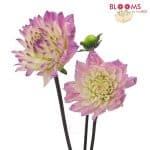 magenta dahlia flowers