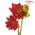 red dahlia flower