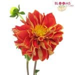 red dahlia flower