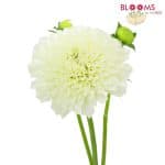 white dahlia flower