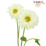 white dahlia flower