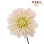 white dahlia flower