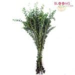 baby blue eucalyptus