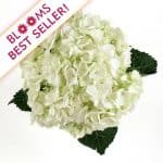 large white hydrangea