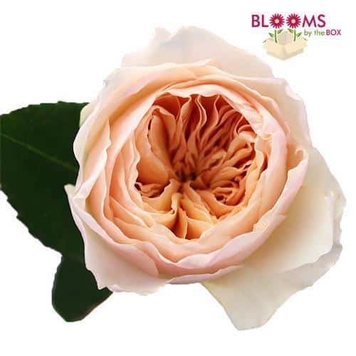 peach juliet garden roses