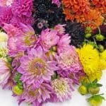 assorted dahlias