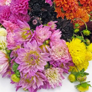purple white and orange dahlias