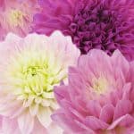 pink dahlias