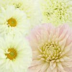 white dahlias