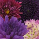 purple dahlias