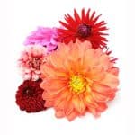 bi-color dahlia flowers