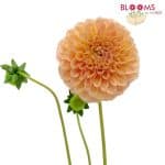 soft peach orange dahlia