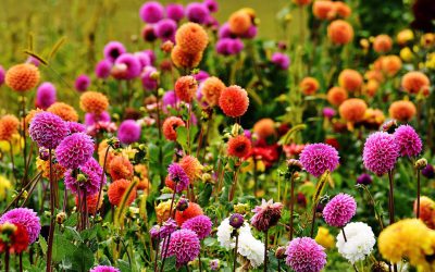 Wedding Flower Favorite: Dahlias